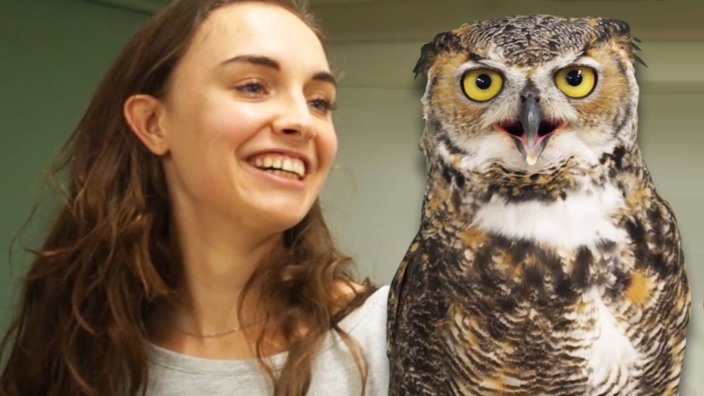 Weird Owl & Bird Cafe in Tokyo (Watch this before you go) Weird Owl & Bird Cafe in Tokyo (Watch this before you go)