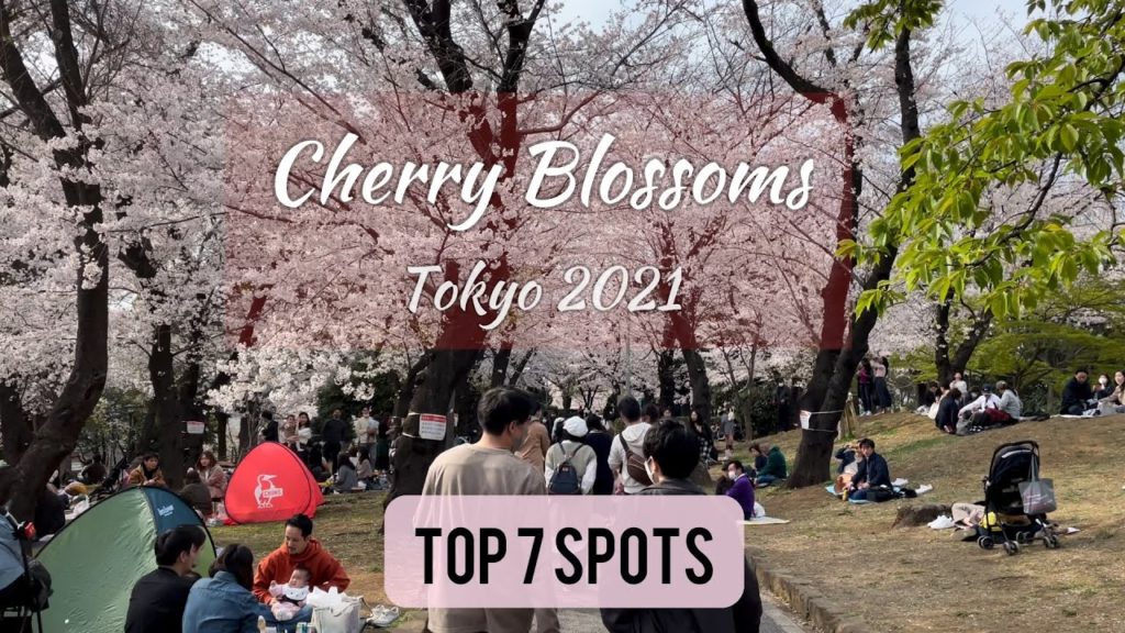 Top 7 Cherry Blossom Spots in Tokyo 2021