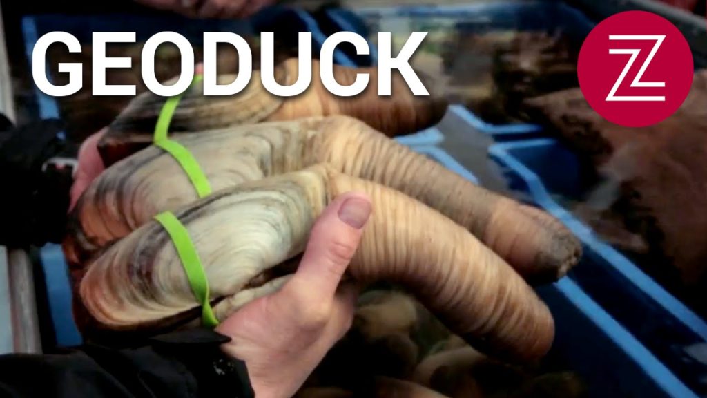 This Washington State Farm is Harvesting the Ocean's Ugliest Clam - Zagat Documentaries, Episode 29