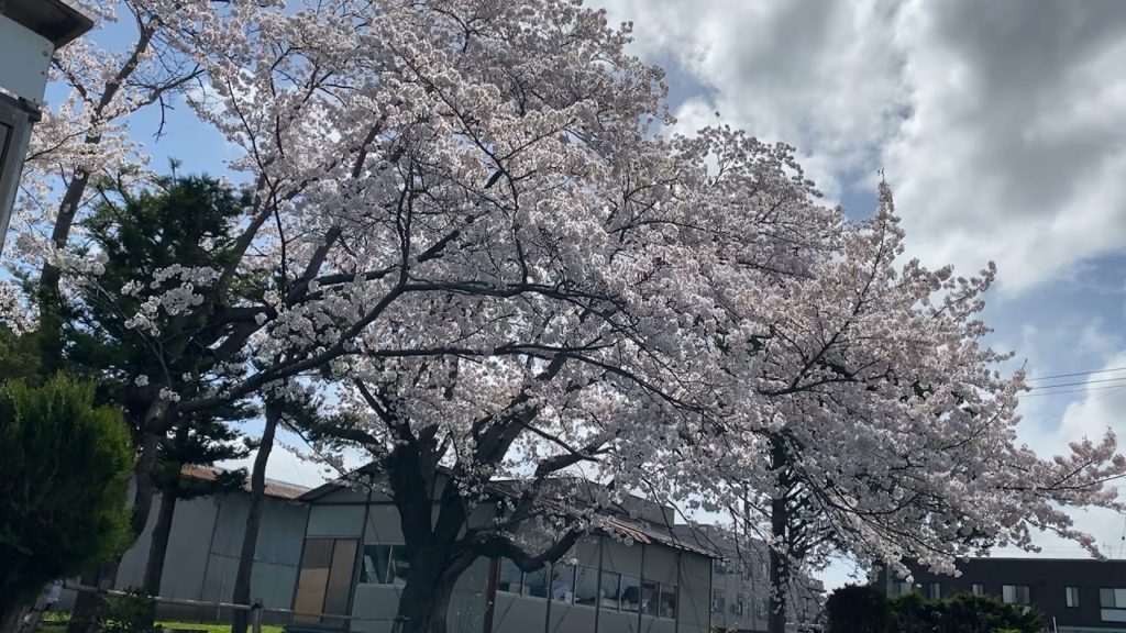 Cherry blossoms blizzard in Japan, BGM | Cherry Blossoms 2021 Aomori