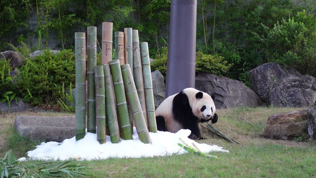 4K アドベンチャーワールド ジャイアントパンダ「彩浜（さいひん）」 夏の日の野外活動