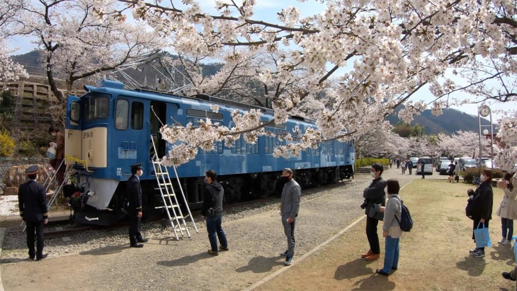 勝沼ぶどう郷駅 桜満開散歩  vlog 4k Japan trip Sakura full bloom Katsunumabudokyo station walk