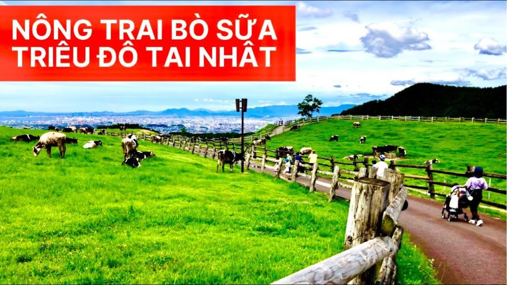 Đột nhập TRANG TRẠI BÒ SỮA Nhật/Chia sẻ về công việc chăn nuôi bò sữa và mức lương lao động tại Nhật