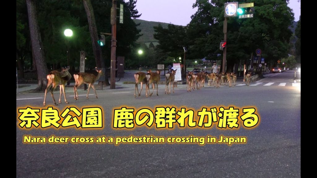 4K 奈良公園 鹿の群れが横断歩道(信号機)を渡る
