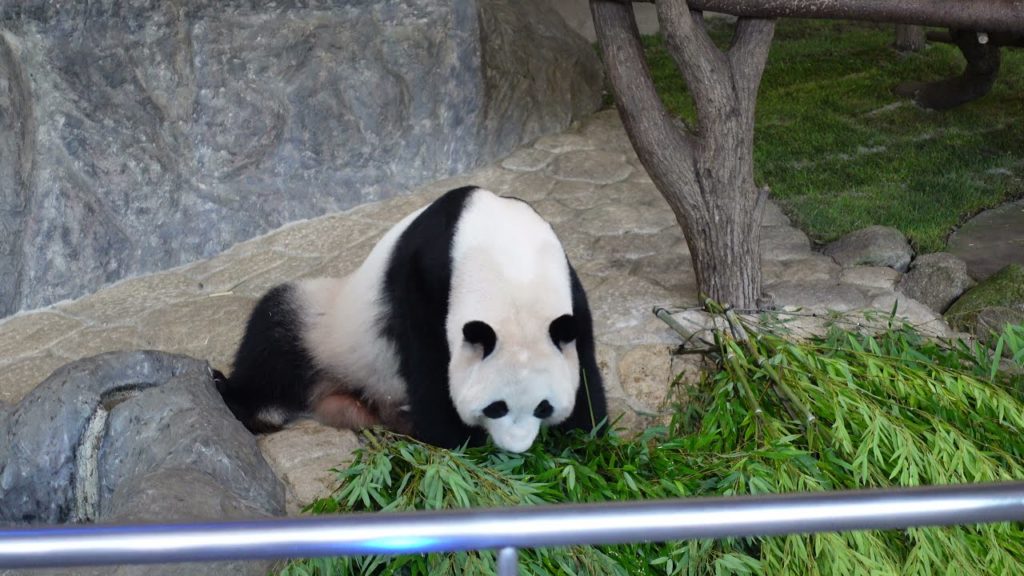 4K アドベンチャーワールド ジャイアントパンダ 彩浜(さいひん) 4K アドベンチャーワールド ジャイアントパンダ 彩浜(さいひん)