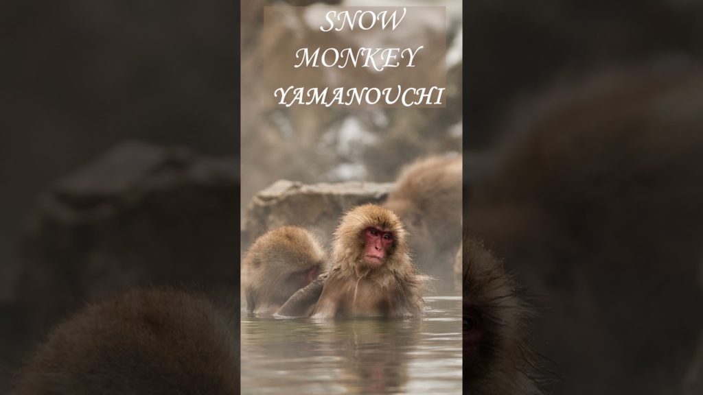 Best Places To Visit Japan During Tokyo Olympic #shorts Best Places To Visit Japan During Tokyo Olympic #shorts