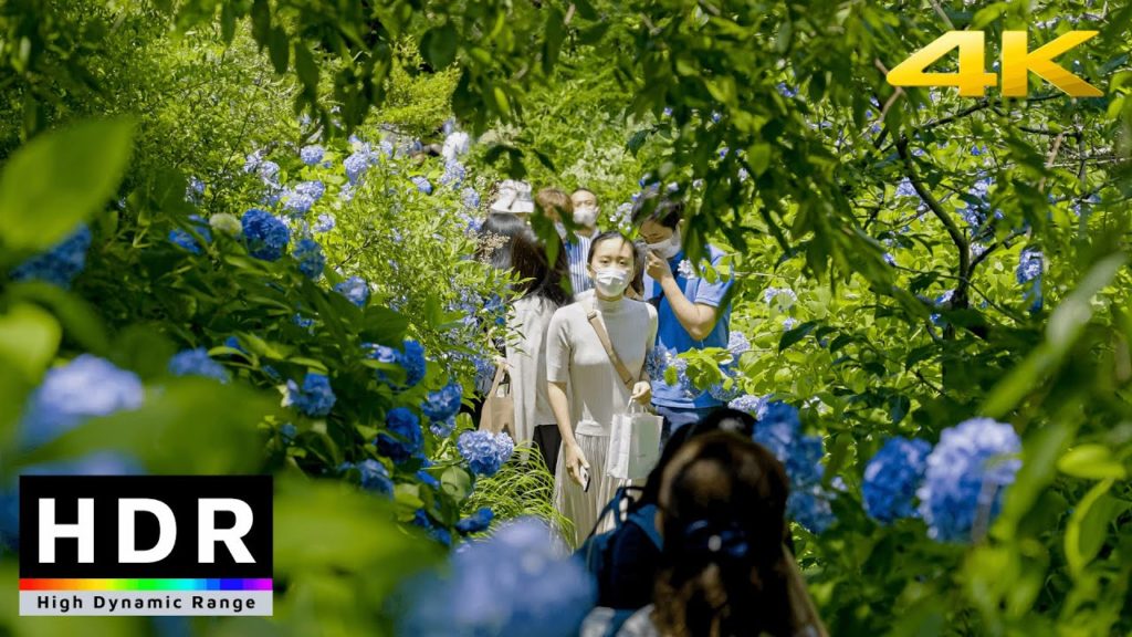 【4K HDR】Summer Day Trip – Kamakura Hydrangea & Beach Sunset 【4K HDR】Summer Day Trip - Kamakura Hydrangea & Beach Sunset