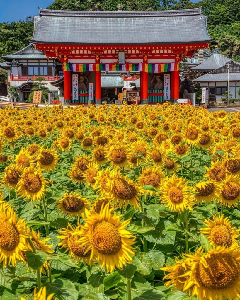 Japan Travel: Sunflowers are such a quintessential sign of summer, and you can find these beau… Sunflowers are such a quintessential sign of summer, and you can find these beau...