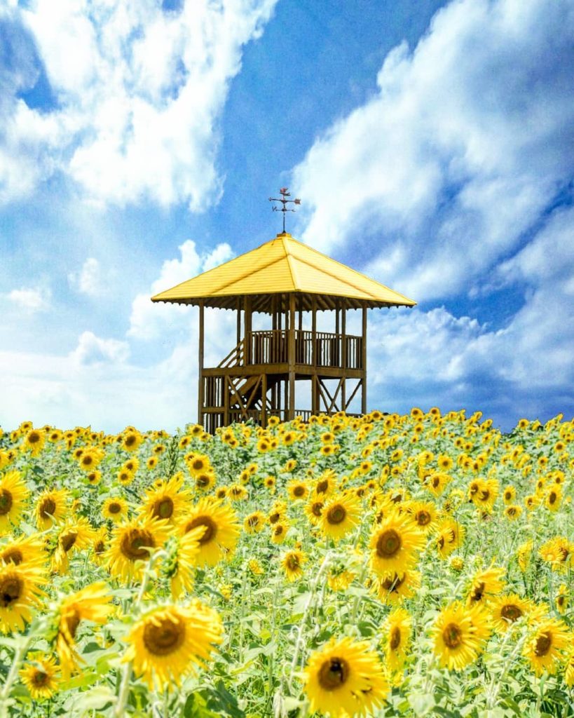 Talk about flower power! 
Sunflowers are a symbol of summer in Japan. Typically ...