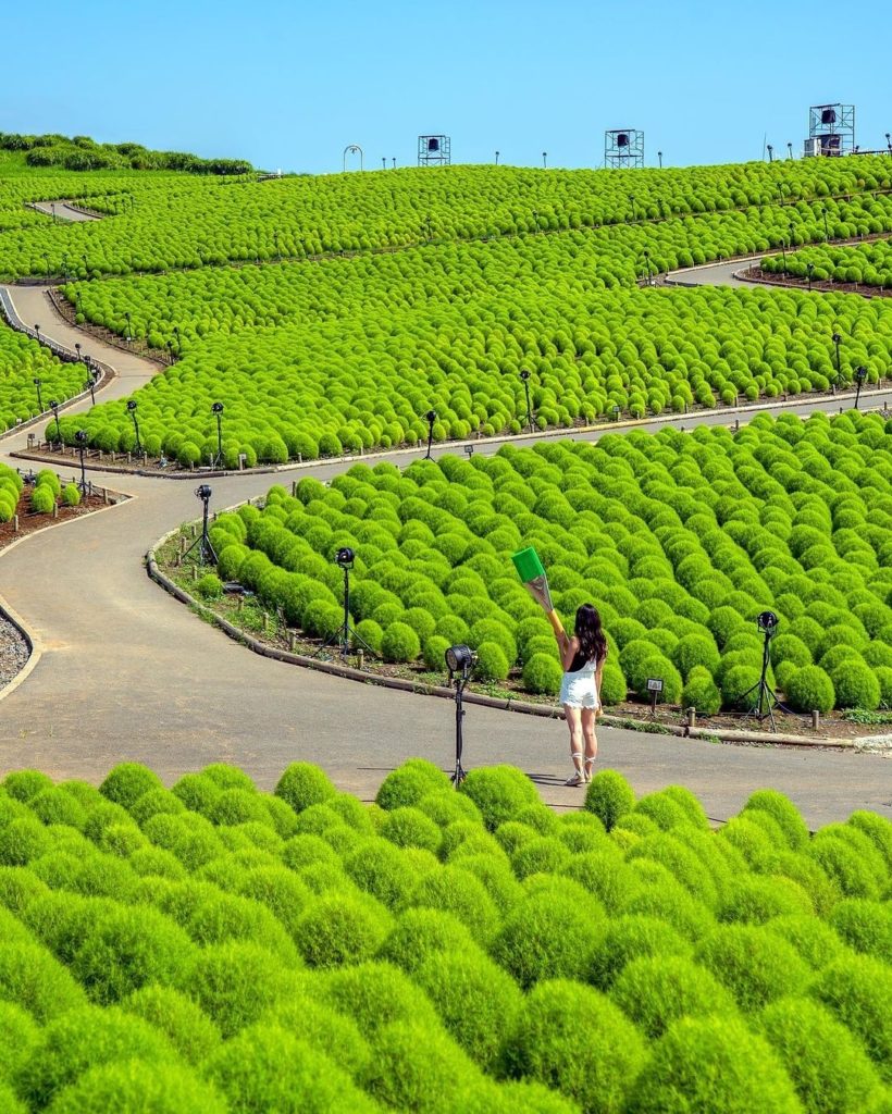 Kochia planting has begun at Ibaraki's Hitachi Seaside Park, and before long, th...