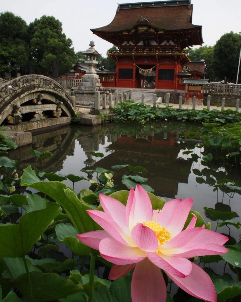 Each year from late June until the end of July, numerous lotus flowers bloom on ...