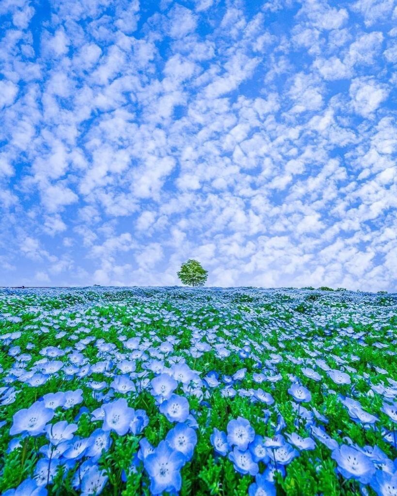 In Aso-Kuju National Park you’ll find Kuju Flower Park, where in April & May 70,...
