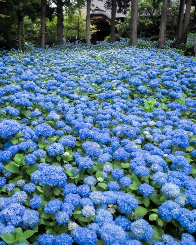 Find a sea of flowers on the doorstep of Unshoji Temple in Akita Prefecture's Og...