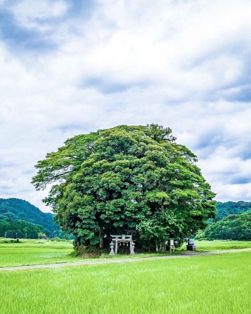 Kyaku Shrine, aka the “Broccoli Shrine ”, is a charming and unique place to visi...