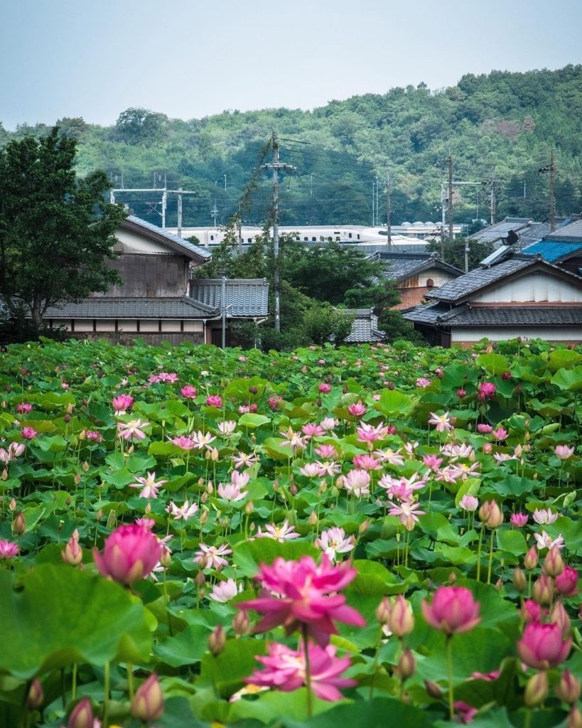 Speeding through the Shiga countryside!  
: @tomopiron105394
-----⁣⠀
Shiga Prefe...