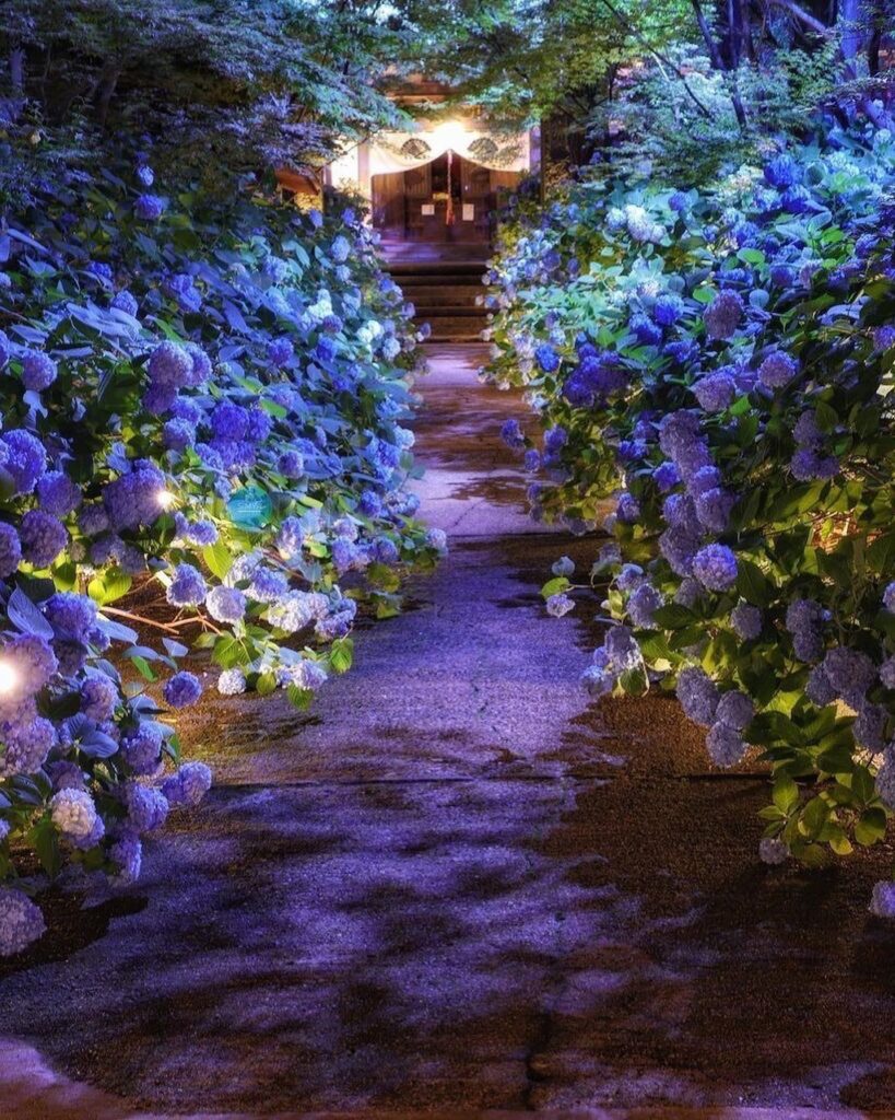 Hydrangeas at Unshoji Temple in Akita’s Oga City are a site to behold. Most vibr...