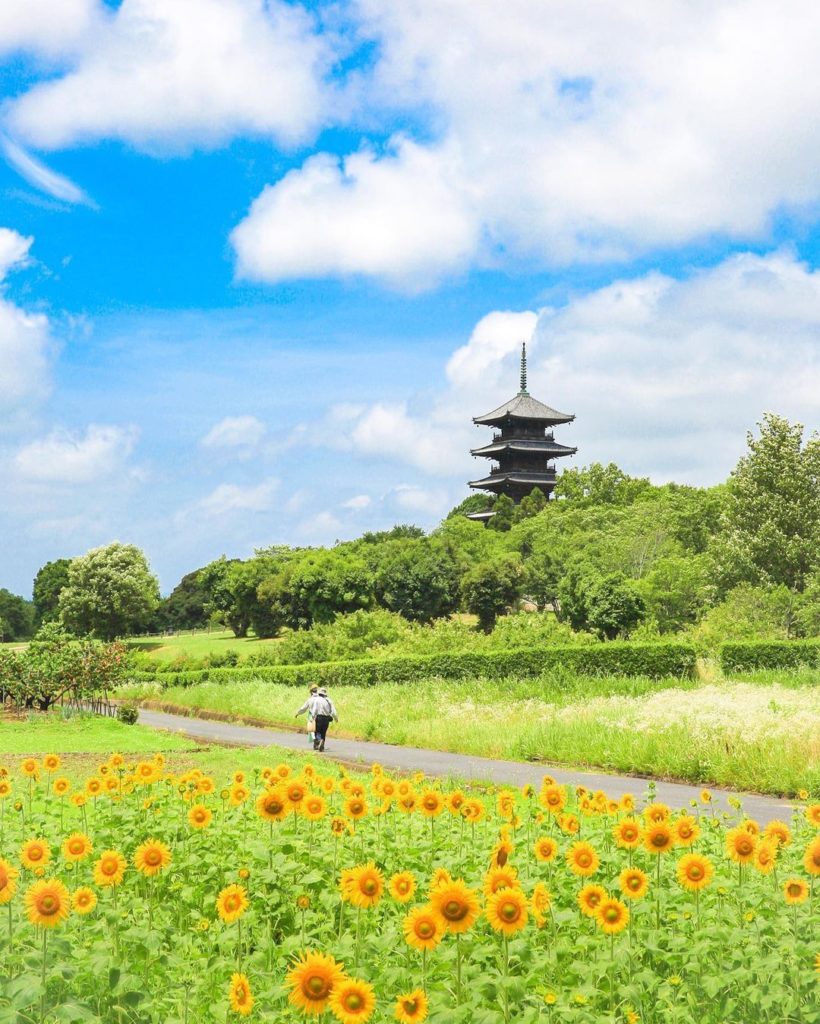 .
Bicchukokubunji temple in the background of sunflowers in full bloom.
A summer...