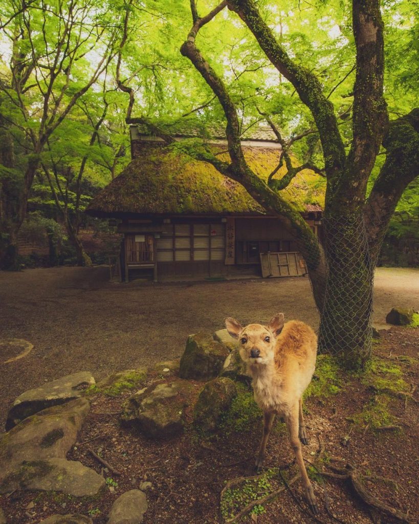 Why, hello deer! This friendly face was spotted outside Mizuyachaya, a beautiful...