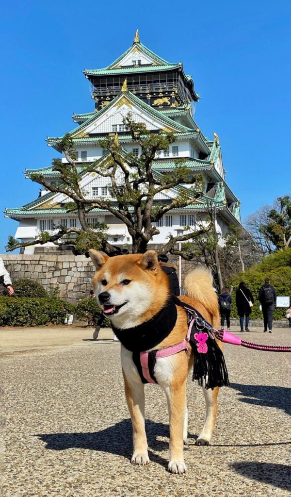 Shiba Inu outside the Osaka Castle