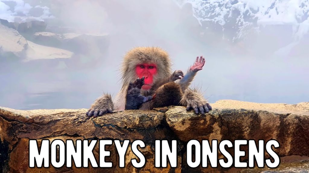 Onsen Loving Snow Monkeys of Jigokudani | Nagano Travel Guide | Budget DIY Day Trip Onsen Loving Snow Monkeys of Jigokudani | Nagano Travel Guide | Budget DIY Day Trip