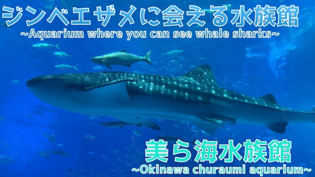 【ジンベエザメとマンタ】沖縄に来たら絶対行きたい！美ら海水族館~the best place in Okinawa,churaumi aquarium~