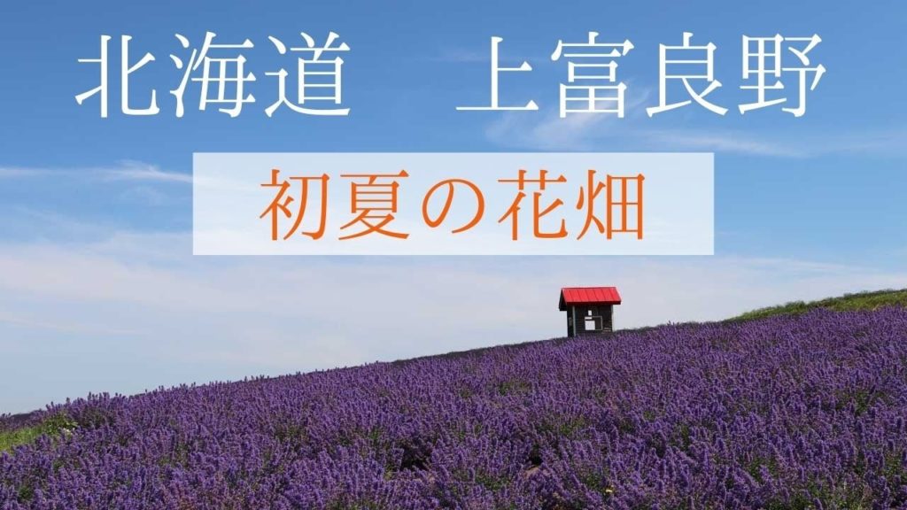 【富良野観光物語】vol.247・北海道*北の国から~上富良野初夏の花畑~ラベンダー*ルピナス 【富良野観光物語】vol.247・北海道*北の国から~上富良野初夏の花畑~ラベンダー*ルピナス