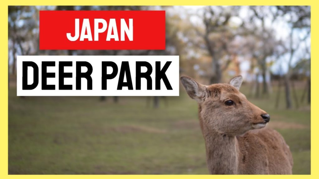 🦌 奈良公園 Nara Park in Japan - Virtual Tour [4k 60fps]