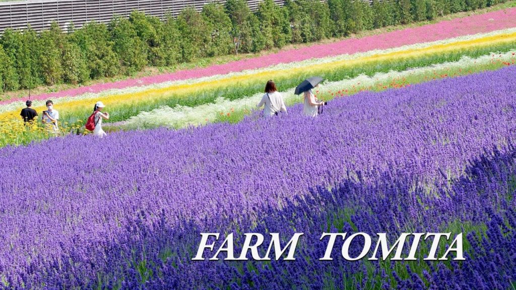 Lavenders are in full bloom in Furano of Hokkaido, FARM TOMITA 2021. #4K #ファーム富田 #Lavender Lavenders are in full bloom in Furano of Hokkaido, FARM TOMITA 2021. #4K #ファーム富田 #Lavender