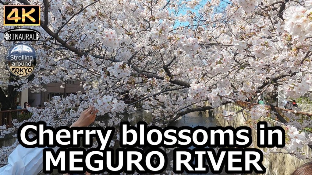 Cherry blossoms and Wine at MEGURO RIVER - 4K Tokyo Japan