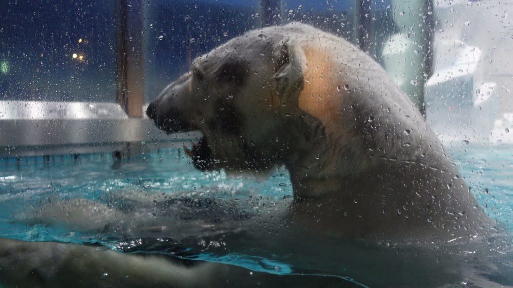 アドベンチャーワールド ホッキョクグマ