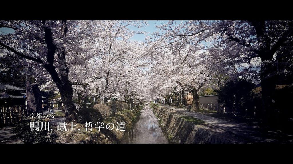[京都の桜] Morning Walk in Kyoto、2019