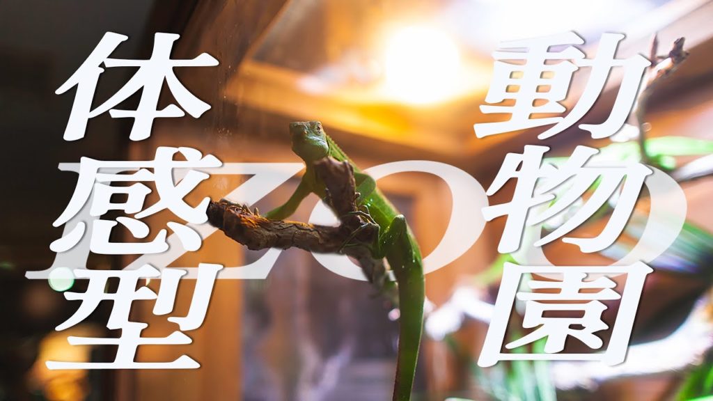 【VANLIFE #3】日本初 体感型動物園iZoo イズー!ハイエースで巡る旅 3日目 【VANLIFE #3】日本初 体感型動物園iZoo イズー!ハイエースで巡る旅 3日目