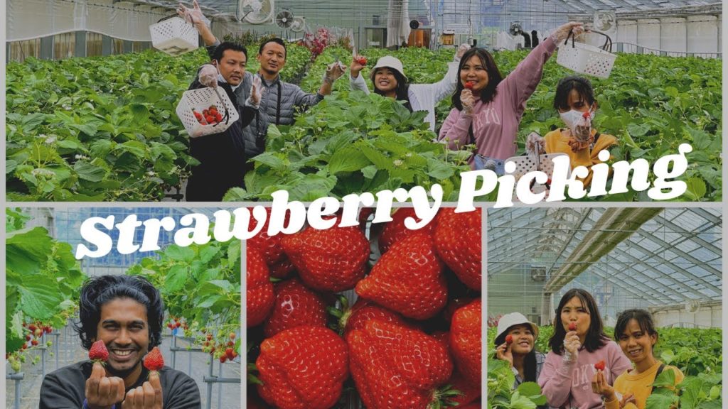 Strawberry Picking From Farm | Yuzawa Strawberry Farm, Niigata, Japan | 4K