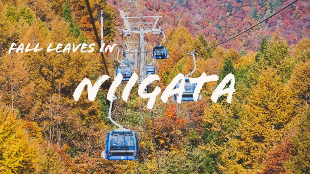 Fall Leaves in Niigata 2020 • 新潟の紅葉 2020