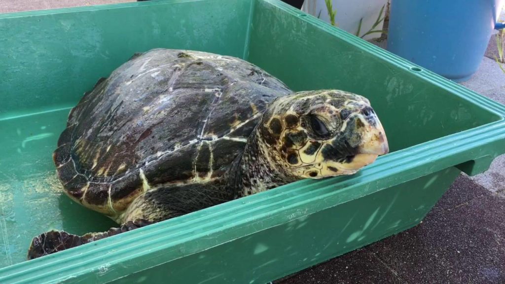 Sea Turtle Rescue in Kobe, Japan