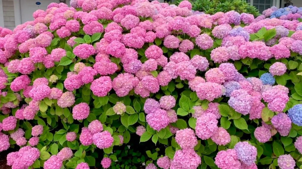 Hydrangea Tour & Tips - Life At The Inn | Chatham Bars Inn