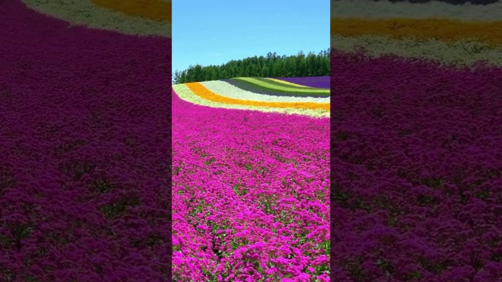 Summer in Hokkaido - Japan ✨😍😍😍✨ #shorts