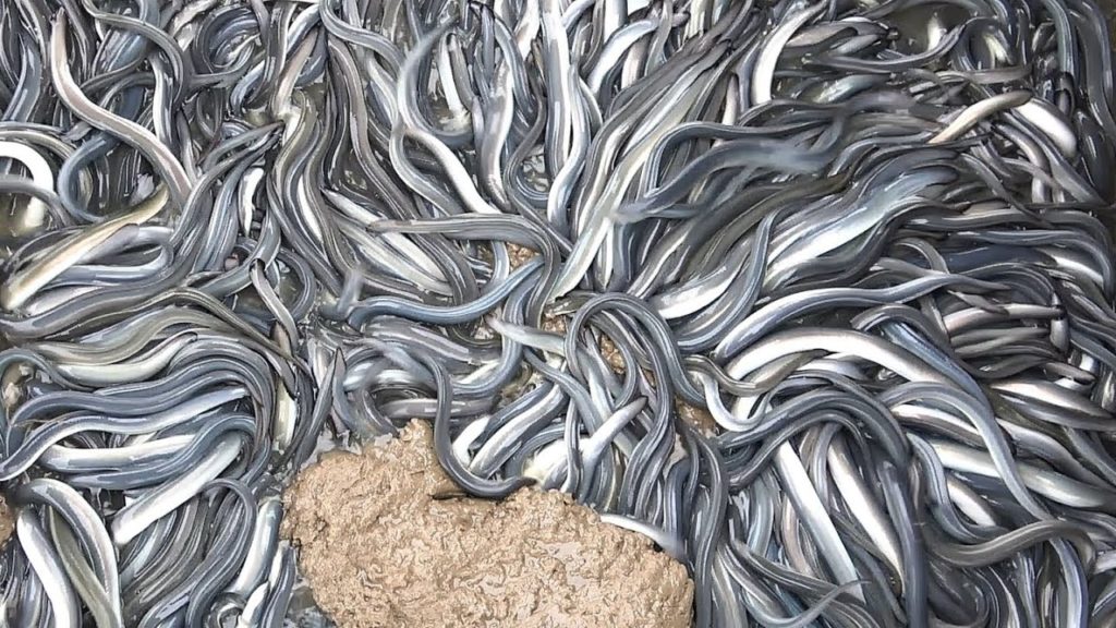 Japanese food : Grilled eel barbecue -Asia Eel Grow to Harvest and Processing