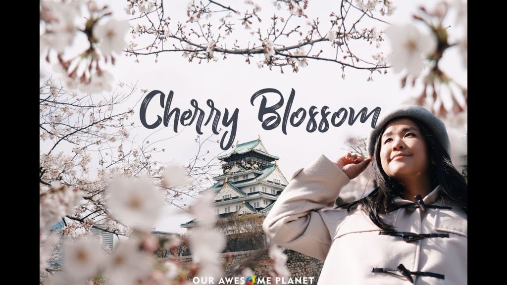 Cherry Blossoms in Japan: Sakura Season in Kansai (Vlog) Cherry Blossoms in Japan: Sakura Season in Kansai (Vlog)