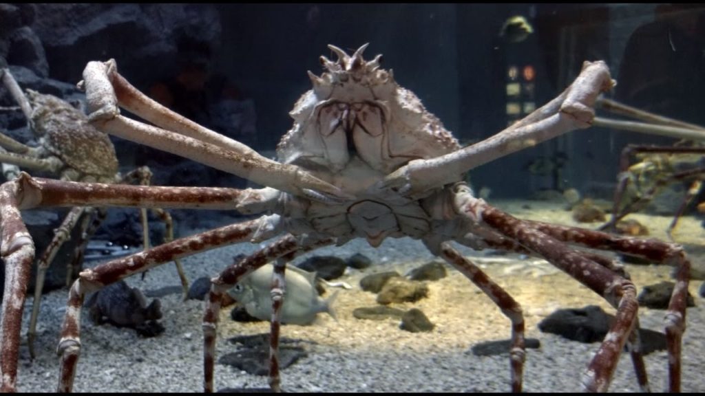 Allan Bros. Do Japan - Part 2, Osaka - Aquarium, Universal Studios and Ryokan Uohan