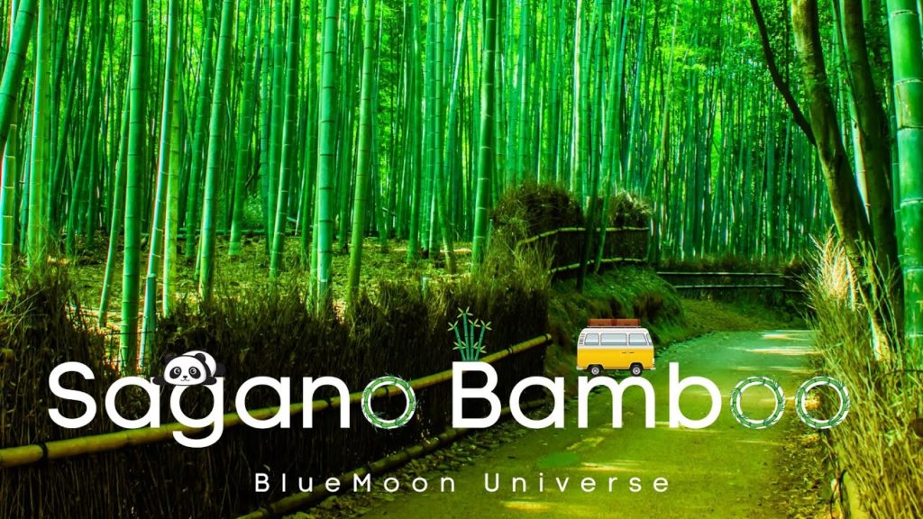 Sagano Bamboo Forest in Kyoto Tour in 4K BlueMoon Universe Sagano Bamboo Forest in Kyoto Tour in 4K BlueMoon Universe