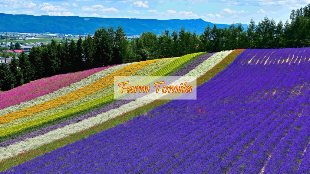 Farm Tomita Flower Field | Summer trip in #Furano | #ファーム富田 | #nakafurano #farmtomita | #Hokkaido