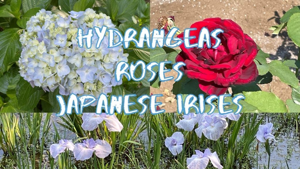 [Vlog] Jindai Botanical Garden with Hydrangeas, Roses, and Japanese Irises |Tokyo Sightseeing, Japan