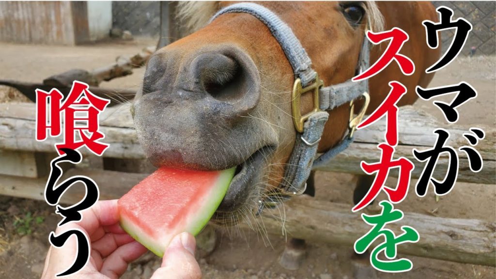 温泉旅館の馬がスイカの皮を美味しそうに食べる動画　　菱野温泉薬師館長野県小諸市