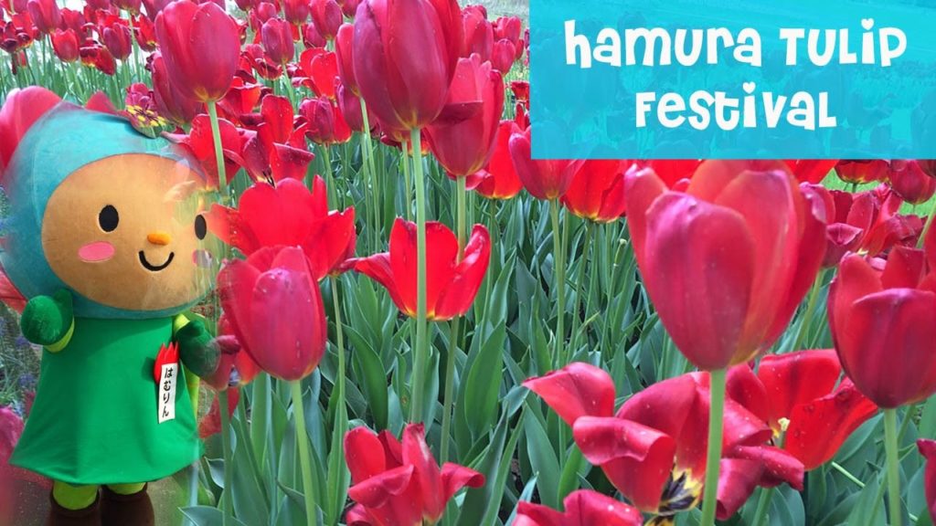 Japanese Tulip Festival Worth the Visit? Japanese Tulip Festival Worth the Visit?