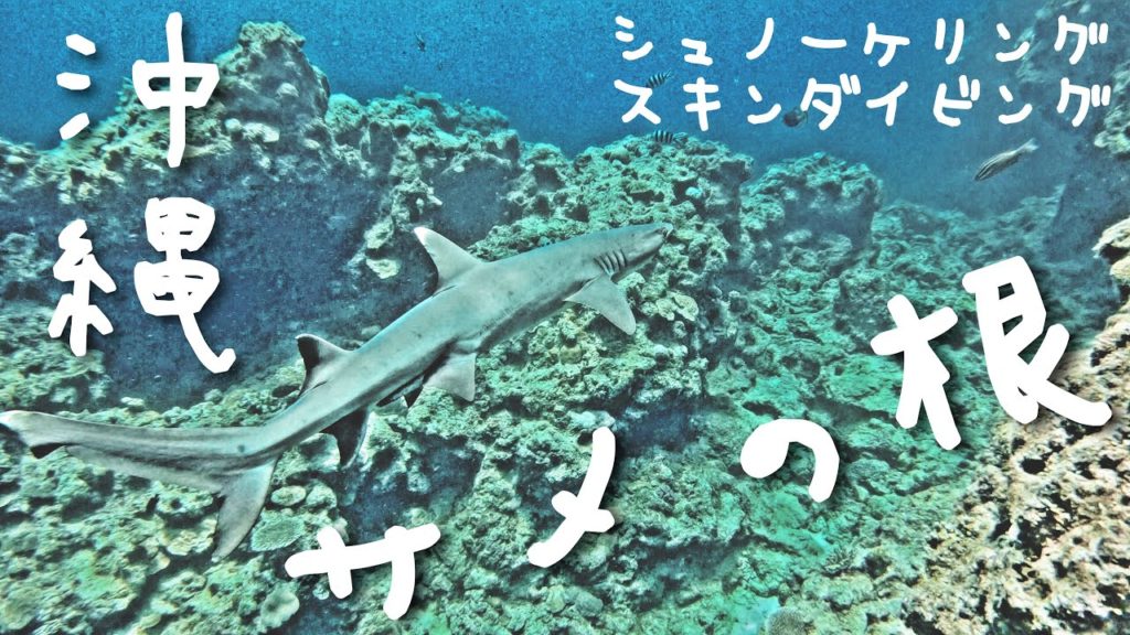 【発掘】シュノーケリングでサメに遭う!沖縄のあの有名な真栄田岬近辺でスキンダイビング in サメの根 ログ#12 【発掘】シュノーケリングでサメに遭う!沖縄のあの有名な真栄田岬近辺でスキンダイビング in サメの根 ログ#12