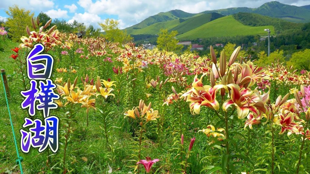Lilies are in full bloom and smell sweet on the slope of the hill at  Lake Shirakaba.#4K #白樺湖