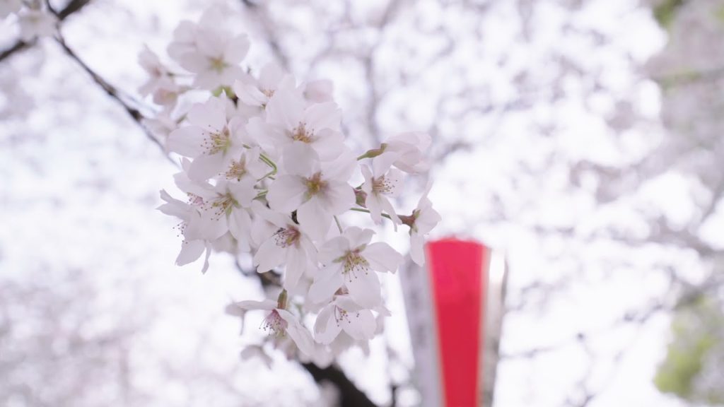 【4K】ReTokyo / Ueno cherry blossoms 2021 <上野駅周辺の桜> 【4K】ReTokyo / Ueno cherry blossoms 2021 <上野駅周辺の桜>