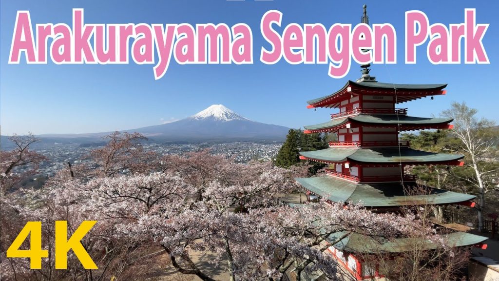 [4K] Arakurayama Sengen Park Cherry blossoms Mt. Fuji (Fujiyoshida) Japan