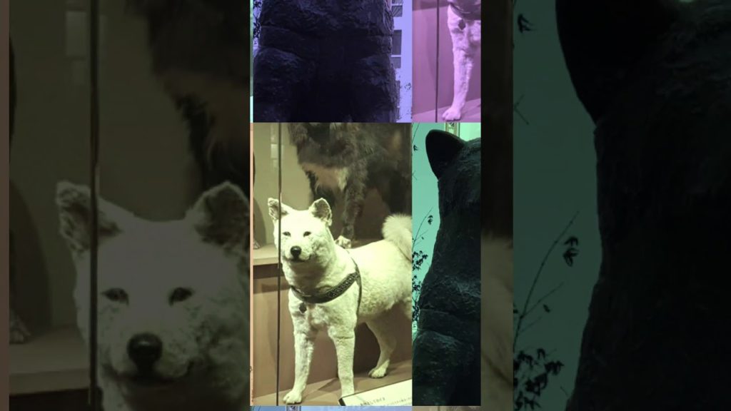 LOVELY HACHIKO // ODIO #Shorts #Youtubeshorts